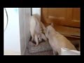 Funny Cat Gato Karateka