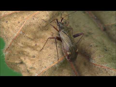 Travniška stenica - Closterotomus annulus (Brullé, 1832)