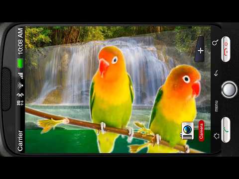 Lovebirds Parrots Waterfall Video