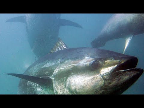 O atum-rabilho está de volta ao Mar Mediterrâneo