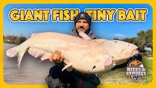 I Caught a 40lb Catfish on the Smallest Bait Possible