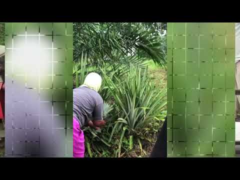 Potensi alam desa telaga