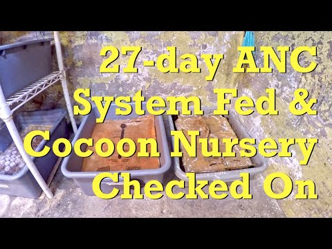 African nightcrawler worm composting system's 2nd feeding at day 27 - vermicompost