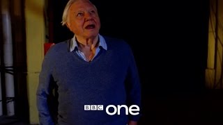 Attenborough and the Giant Dinosaur: Trailer - BBC One