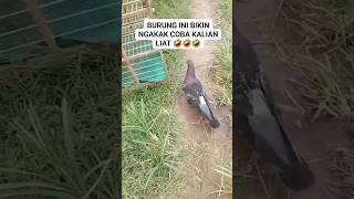 Download lagu BURUNGNYA MALES TERBANG CAPEK KATANYA mp3 Download lagu BURUNGNYA MALES TERBANG CAPEK KATANYA mp3