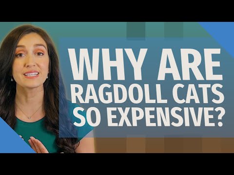 Why are Ragdoll cats so expensive?