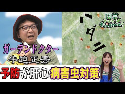 植物に活力を与えるために緊急に知っておくべき、庭でのエプソムソルトの6つの使い方!  庭園