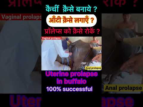 , title : 'Uterine prolapse in buffalo l vaginal prolapse l dr Umar Khan'