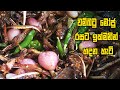 වම්බටු මෝජු රසට ඉක්මනින් හදන හැටි WAMBATU MO