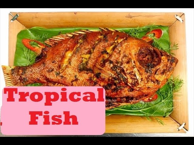 Food & Cooking Folk: How to catch and tropical fishing by hand || Tropical Fish