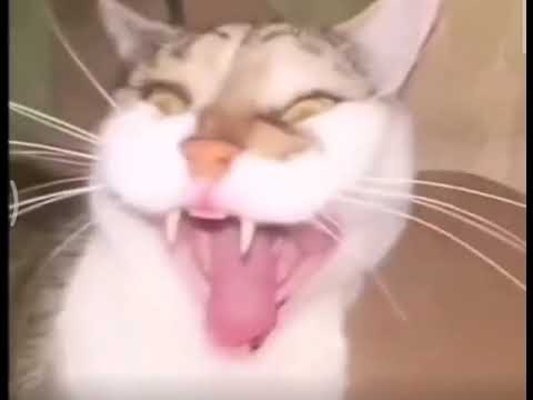 meme del gato con la risa distorsionada