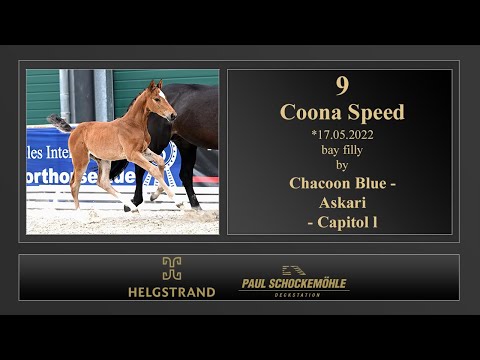 9 Coona Speed by Chacoon Blue - Askari
