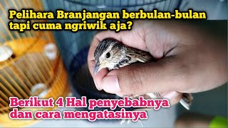 Download lagu 4 REASONS WHICH CAUSE BRANJANGAN TO ONLY CHIRP EVEN THOUGH IT HAS BEEN KEPT FOR A LONG TIME‼️ mp3