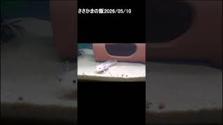 ささかま　2026/05/10　 #ウーパールーパー