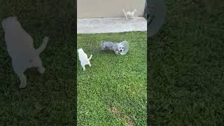 Video preview image #1 Labrador Retriever Puppy For Sale in Boca Raton, FL, USA