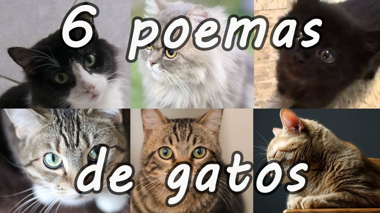 6 Poemas de gatos