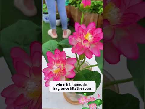 BowlLotus насіння Лотоса Бонсай, різні кольори, 5 упаковок по 10 штук - фото 1 - id-p2675032675