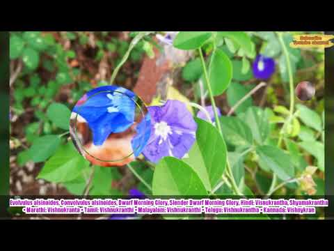 Evolvulus Alsinoides Extract Powder