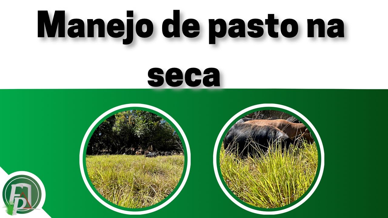 MANEJANDO PASTO NA SECA