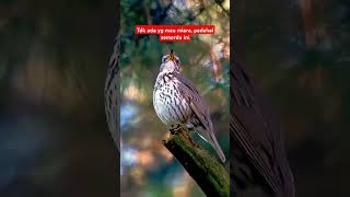Download lagu Kicau burung punglor sisik #shorts mp3