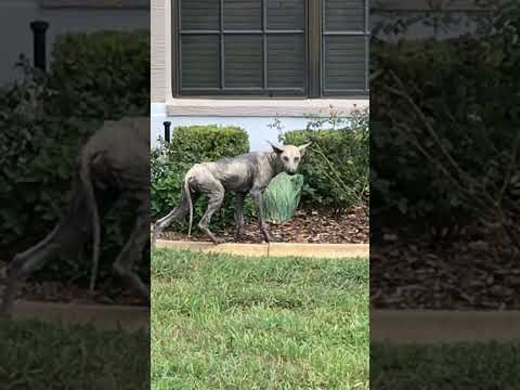 Real Life Chupacabra!