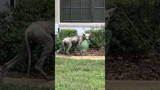 Real Life Chupacabra!