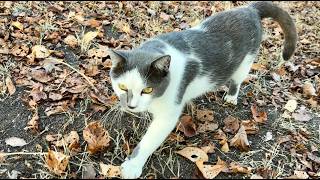 力強く甘えてくれる人懐っこくてかわいい猫ちゃん