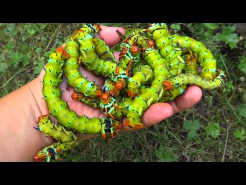 Giant Caterpillars! Hickory Horned Devils  - Regal Moth - Citheronia regalis (Saturniidae) VERY Big