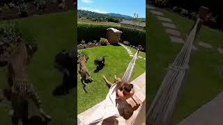 Download lagu Pitbull vs leopardo #pitbull #leopardo #wildlife #dogshorts  mp3