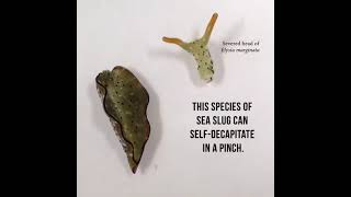 Download lagu This Sea Slug Self-Decapitates for Survival mp3