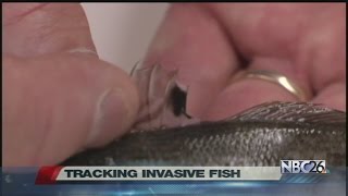 DNR Tracking Goby