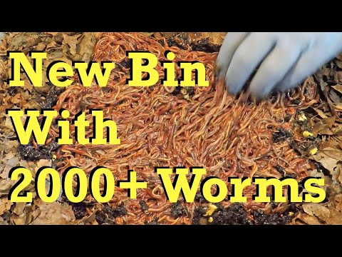 Over 2000 worms from 2 active bins used to launch a new system - vermicomposting