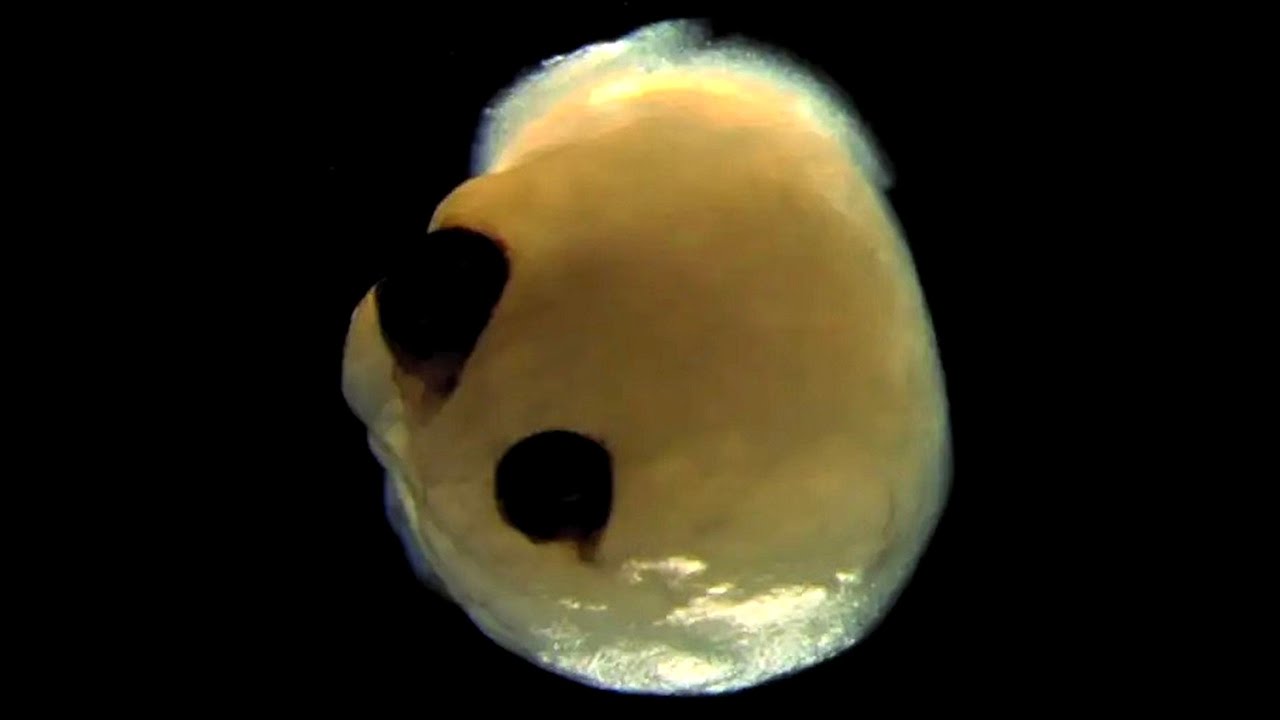 Scientists Develop Artificial Brain That Can See