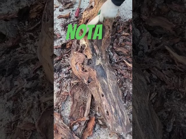 Vídeo relacionado con SCBOY Maceta con Smiley Maceta para suculentas Macetas Decorativas para Interiores con Agujeros de Drenaje Regalos Divertidos y creativos para el hogar y el jardín