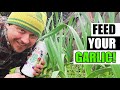 Tips For Fertilizing Garlic Garden Quickie Episode 138