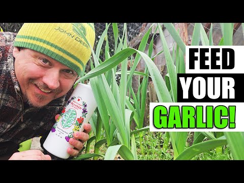 How To Grow Garlic Indoors Anytime Anywhere