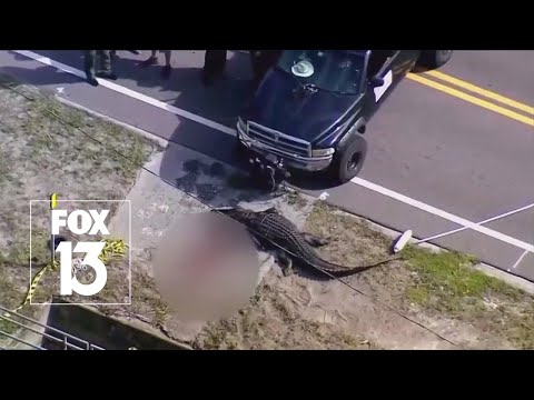 佛州巨鱷嘴銜人類下半身 死者證實為女遊民[影]