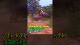 Hippos Fighting Behavior