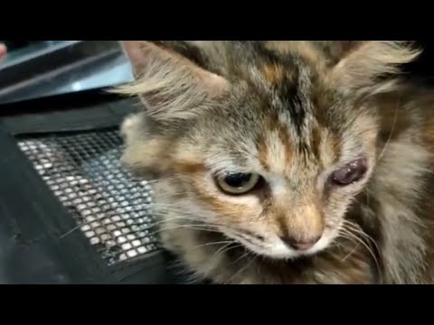 Help Cats Infected With Chlamydia Bacteria. Episode 2