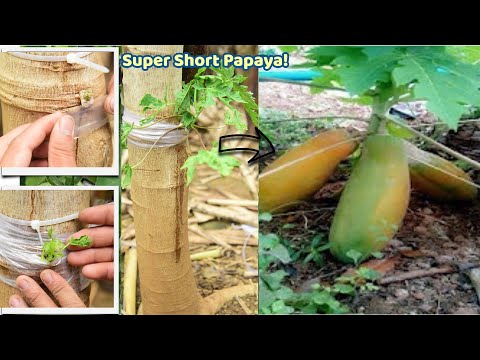 Short Papaya Trees | The method of interrupting papaya production produces low papaya fruits faster