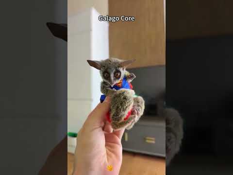 Galago Core#galago #galagos #bushbaby #bushbabythailand #cute #fyp #fypシ #foryou #foryoupage