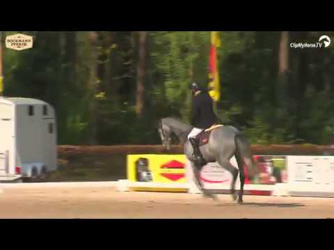 Checkter - Stallion Show Dressage Days