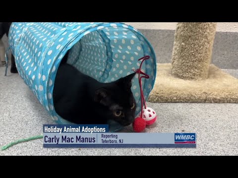 NJ Bergen County Animal Shelter Slashing Animal Adoption Fees