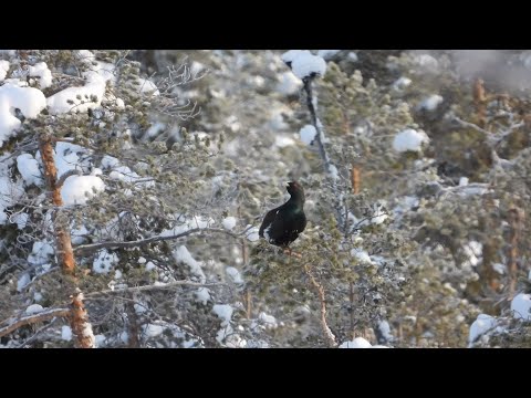 This is top bird hunt - winter hunt. Toppfågeljakt