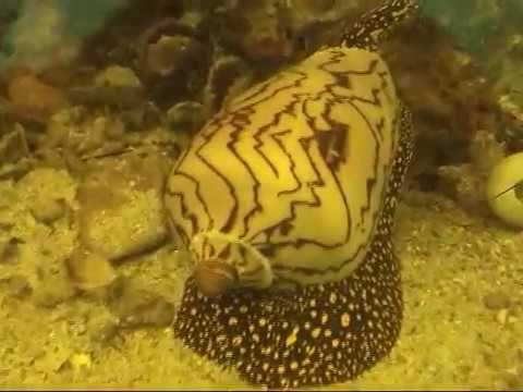 Alexander Kozhin diving in Pattaya, Phillip Habacon Films