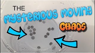 Moving CHADS Experiment - The Weird Science Behind It