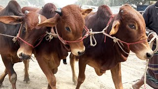 Download Lagu Ep - 90, Cow Videos, cow unloading, cow video, big cow, goru, hamba cow, Very popular Thumbnail