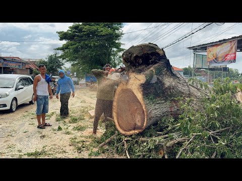 Emergency Tree Removal: Cutting a Rotten Giant While Traffic Backs Up!