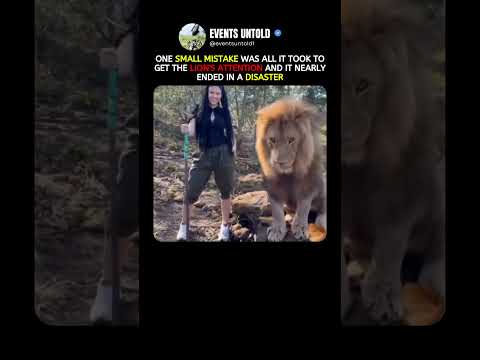 One Small Mistake Got This Lion's Attention #animals #shorts