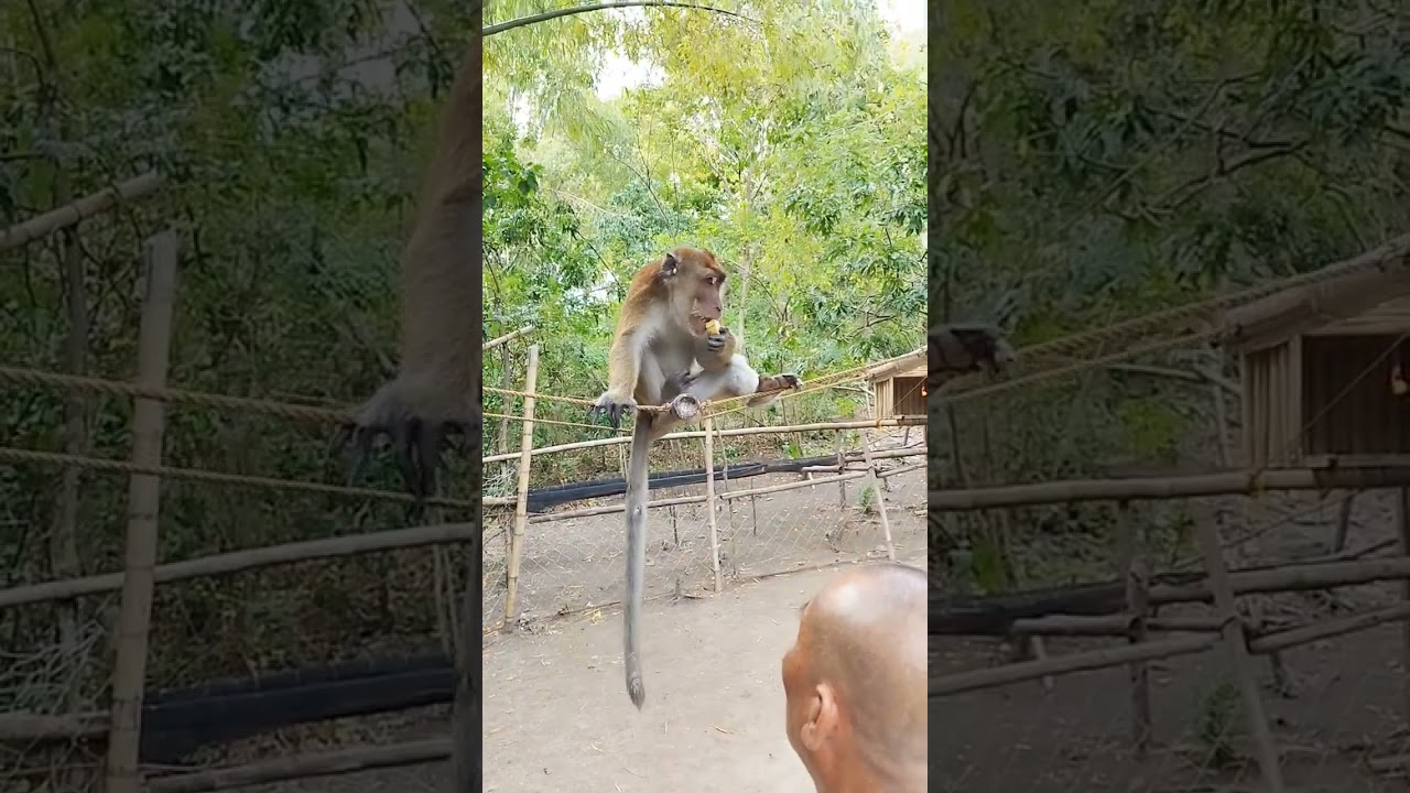 YouTube Short thumbnail